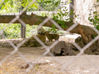 Животных в столичном зоопарке перевели на особое меню и расписание из-за жары