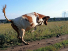 Ученые обвинили лис в появлении бешеных коров в четырех районах Молдовы