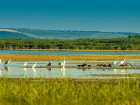 ЮНЕСКО признал уникальным знаменитый птичий заповедник в Молдове