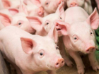 ANSA подтвердила новые случаи бешенства и африканской чумы свиней