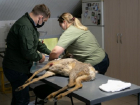 Скончалась косуля, сбитая несколько дней назад тому под Каушанами