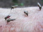Отдыху граждан Молдовы в Греции угрожают несущие смерть комары