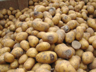 В Молдове - кризис качества картофеля: фермеры и потребители бьют тревогу