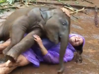 Любвеобильный слоненок стал героем трогательного видео с понравившейся ему туристкой