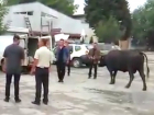 Корова протестовала у бара местного лидера ППДП: необычную акцию в Унгенах сняли на видео 
