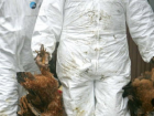 ЕС запретил ввоз курятины с Украины – обнаружен птичий грипп