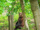 Появилось видео "переезда" медведей в новый вольер зоопарка