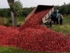 Примар Кишинева распорядится закупать у фермеров яблоки для школ