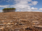 Сотрудники органов власти Молдовы помогают незаконно вырубать леса - мнение