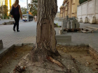 Укладчики плитки попытались варварски погубить деревья на главной улице Кишинева