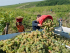 В Молдове ожидается хороший урожай винограда