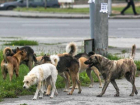 Подсчитано, сколько бродячих собак проживает в Кишиневе