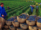 Молдова вырвалась в число крупнейших экспортёров вина в мире
