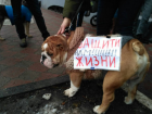 Активисты требуют новых ужесточенных законов для защиты животных