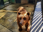 Знакомьтесь. Бурый медведь - самый большой долгожитель Кишинёвского зоопарка