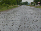 Мириады лягушек вышли на дороги после ливней в Унгенском и Фалештском районах