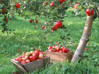 Потери урожая яблок и слив в Молдове в 2019 году составят более 10%