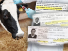 Фейковые врачи с молдавскими дипломами лечили румынских коров