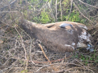 Знаменитого сокола Макса, прилетевшего из Молдовы, убили браконьеры в Одесской области