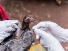 Молдове снова угрожает птичий грипп
