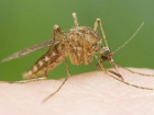 Комары-переносчики лихорадки Зика появились на побережье Турции