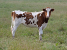 В Приднестровье корова сама сменила владельца