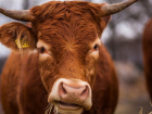 В Каларашском районе у крупнорогатого скота обнаружено бешенство