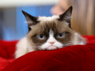 Печальная новость: умерла самая сердитая кошка Grumpy cat