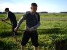 В Гагаузии школьников 8-11 классов сгонят на уборку урожая