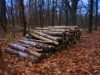 Румыния пообещала Молдове дрова, но что-то не сложилось…