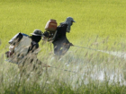 Шокирующая статистика: Молдова продолжает травить себя пестицидами