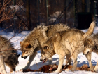 Озлобленные волки растерзали кроликов в Чимишлии 