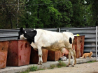 Предприниматели превратили Чадыр-Лунгу в пастбище для коров