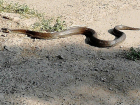 Большую змею заметили в популярном парке Кишинева