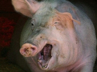 Ужасная гибель украинца: свиньи съели своего хозяина 