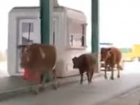 Даже коровы бегут из Молдовы