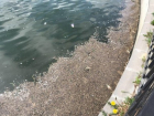 Эксперт рассказала, почему в озере «Валя морилор» гибнет рыба