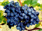 Календарь: 25 ноября родился знаменитый виноградарь и винодел 
