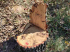 Жителей Бельц поймали на незаконной вырубке деревьев 