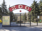 В новогоднюю ночь обитатели Кишиневского зоопарка чуть не сошли с ума