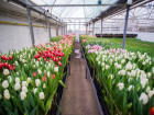 В теплицах под Яловенами распустились тюльпаны посреди зимы