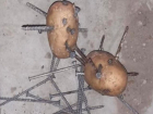 Картофель с гвоздями разбросан на дороге у КПП Паланка