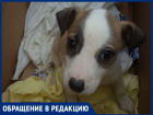 В Кишиневе полицейский простил водителя и помог приюту для собак