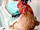 Внимание! В Молдове вспышка птичьего гриппа