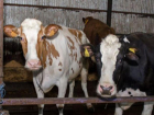 Стало известно, сколько коров проживают в Молдове в частных хозяйствах