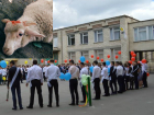 Садистская акция: ягненка с красной меткой на голове для расчленения вручили выпускникам в Кишиневе
