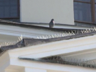 На крыше Кафедрального Собора установлены специальные штыри против голубей