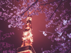 Японская сакура зацветет в Кишиневе