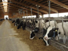 Животноводческие фермы в Молдове находятся в затруднительном положении: сектор нуждается в инвестициях