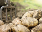 Взрывной рост: Беларусь увеличила экспорт картофеля в Молдову в сотни раз